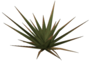 Spiked Plant