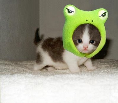 cute-kitten.png