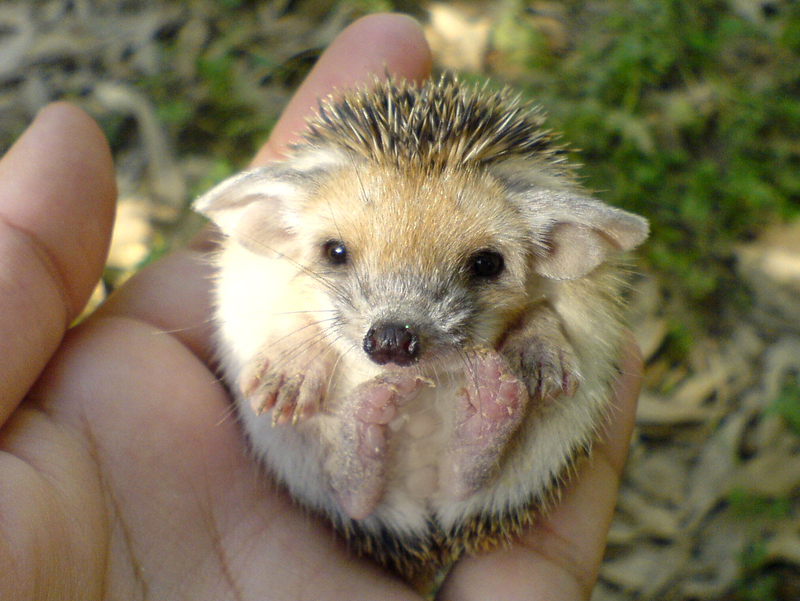 cute_hedgehog.jpg