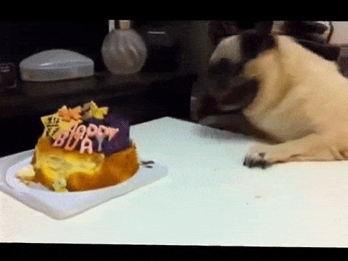 pug+birthday+party.gif