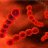Streptococcus